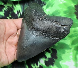 Megalodon Sharks Tooth 4 1/2  inch NO RESTORATIONS fossil sharks teeth tooth 3