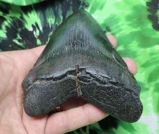 Megalodon Sharks Tooth 4 1/2  inch NO RESTORATIONS fossil sharks teeth tooth 4