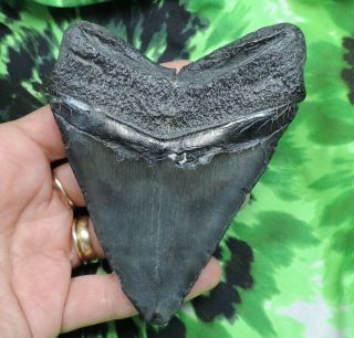 Megalodon Sharks Tooth 4 1/2  inch NO RESTORATIONS fossil sharks teeth tooth 5