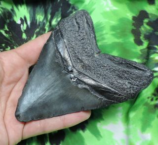 Megalodon Sharks Tooth 4 1/2  inch NO RESTORATIONS fossil sharks teeth tooth 6