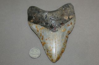 Megalodon Fossil Giant Shark Teeth Ocean No Repair 5.  49 " Huge Tooth