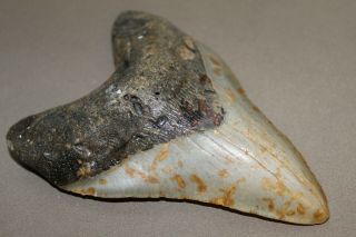 MEGALODON Fossil Giant Shark Teeth Ocean No Repair 5.  49 