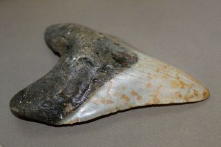 MEGALODON Fossil Giant Shark Teeth Ocean No Repair 5.  49 