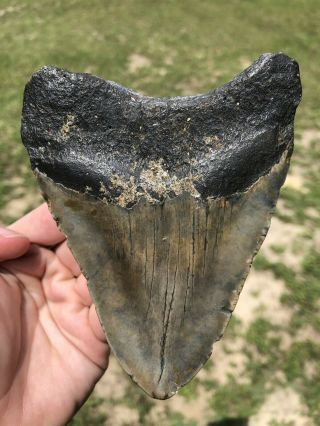 Huge 4.  75” Megalodon Tooth Fossil Shark Teeth Unrestored Natural