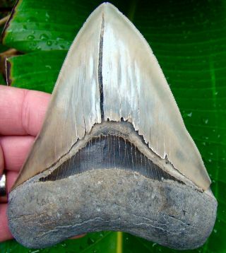 Megalodon Shark Tooth Over 5 In.  - Serrated Real - No Restorations