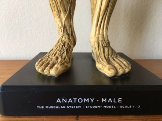 Andrew Cawrse Superficial Muscle Anatomical Figure Display,  Signed,  Cond 11
