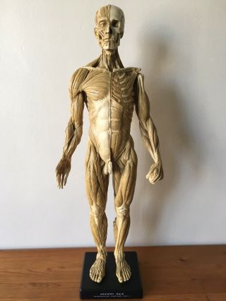 Andrew Cawrse Superficial Muscle Anatomical Figure Display,  Signed,  Cond