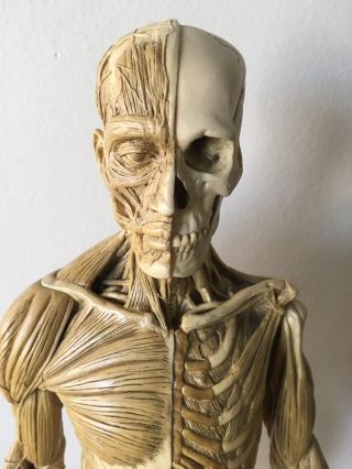 Andrew Cawrse Superficial Muscle Anatomical Figure Display,  Signed,  Cond 2