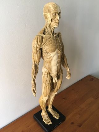 Andrew Cawrse Superficial Muscle Anatomical Figure Display,  Signed,  Cond 3