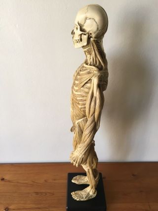 Andrew Cawrse Superficial Muscle Anatomical Figure Display,  Signed,  Cond 6