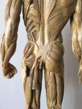 Andrew Cawrse Superficial Muscle Anatomical Figure Display,  Signed,  Cond 8