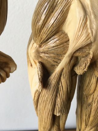 Andrew Cawrse Superficial Muscle Anatomical Figure Display,  Signed,  Cond 9