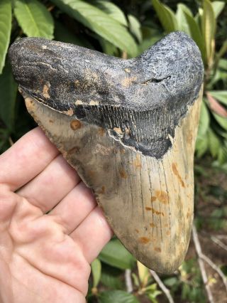 Huge 5.  44” Megalodon Tooth Fossil Shark Teeth 2