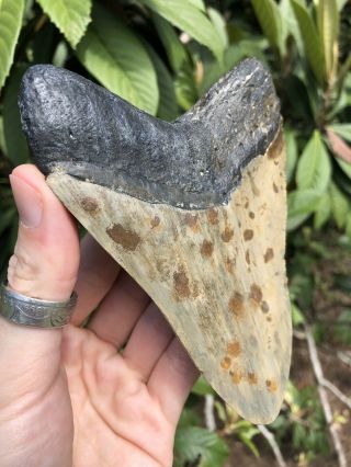 Huge 5.  44” Megalodon Tooth Fossil Shark Teeth 5