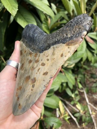 Huge 5.  44” Megalodon Tooth Fossil Shark Teeth 6