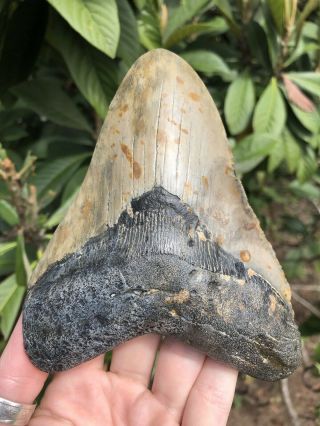 Huge 5.  44” Megalodon Tooth Fossil Shark Teeth 7