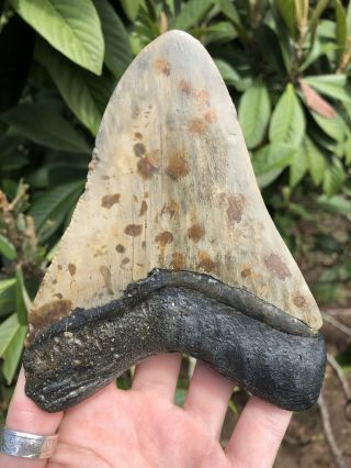 Huge 5.  44” Megalodon Tooth Fossil Shark Teeth 8