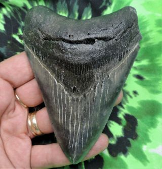 Megalodon Sharks Tooth 4 7/16  Inch Fossil Sharks Tooth Sharks Teeth