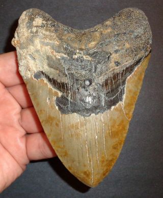 Very Large 4.  665 " Megalodon Shark Tooth Fossil From North Carolina Shark Week