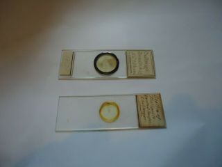 2 Antique Microscope Slides Challenger expedition one with data 3