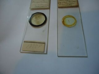 2 Antique Microscope Slides Challenger expedition one with data 6