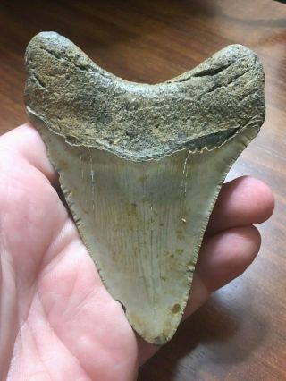 4 Huge 4 1/4 " Megalodon Giant Shark Tooth Teeth Extinct Fossil Megladon