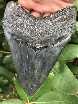 Huge Heavy 6.  68 " Megalodon Tooth Over 1 Lb Fossil Shark Teeth