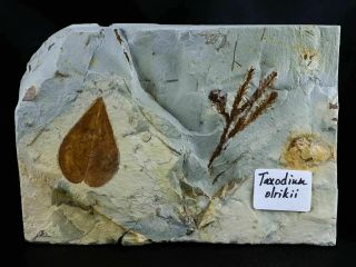 Highly Detailed Morus Montanensis - Taxodium Olrikii Fossil Plant Leafs Paleocene