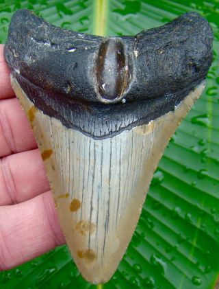 Megalodon Shark Tooth 4 In.  Real Fossil Sharks Teeth - No Restorations