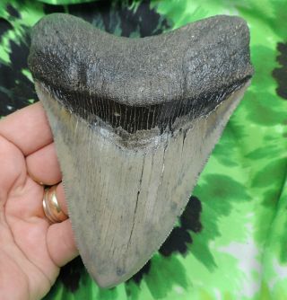 Megalodon Sharks Tooth 5 3/16  Inch Fossil Sharks Teeth Sharks Tooth