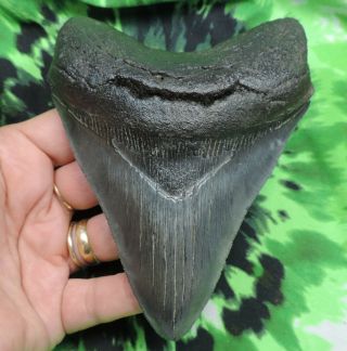 Megalodon Sharks Tooth 4 7/8  Inch Fossil Sharks Teeth Sharks Tooth