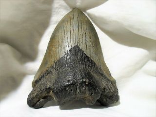 Sharks Tooth Complete Megalodon 5 Million Years Old Eastern N.  C.  4.  5 