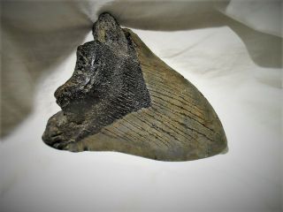 SHARKS TOOTH Complete Megalodon 5 million Years Old Eastern N.  C.  4.  5 ' X 3.  75 ' 2