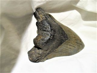 SHARKS TOOTH Complete Megalodon 5 million Years Old Eastern N.  C.  4.  5 ' X 3.  75 ' 3
