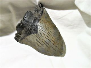 SHARKS TOOTH Complete Megalodon 5 million Years Old Eastern N.  C.  4.  5 ' X 3.  75 ' 4