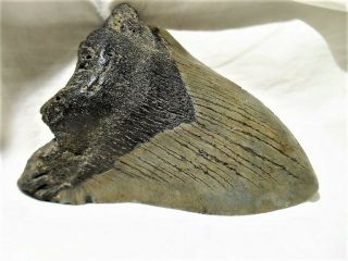 SHARKS TOOTH Complete Megalodon 5 million Years Old Eastern N.  C.  4.  5 ' X 3.  75 ' 5