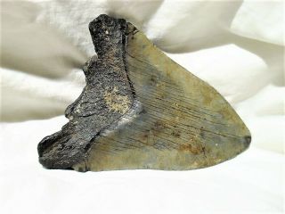 SHARKS TOOTH Complete Megalodon 5 million Years Old Eastern N.  C.  4.  5 ' X 3.  75 ' 6