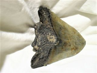 SHARKS TOOTH Complete Megalodon 5 million Years Old Eastern N.  C.  4.  5 ' X 3.  75 ' 7