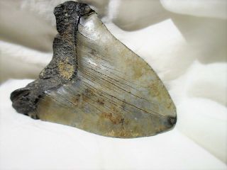 SHARKS TOOTH Complete Megalodon 5 million Years Old Eastern N.  C.  4.  5 ' X 3.  75 ' 8