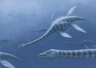 fossil wrist bone of Plesiosaurus plesiosaur Dinosaur age marine reptile UK 6