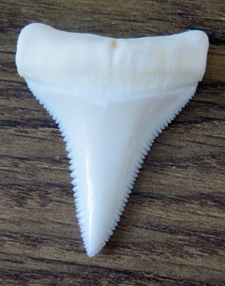 1.  646 " Lower Nature Modern Great White Shark Tooth (teeth)