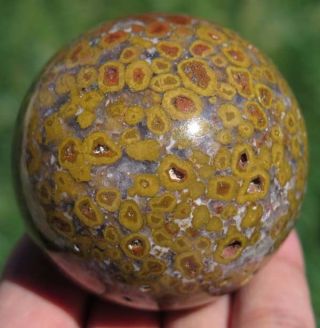 58mm 5.  5oz Natural Fossil Coral Jasper Crystal Sphere Ball
