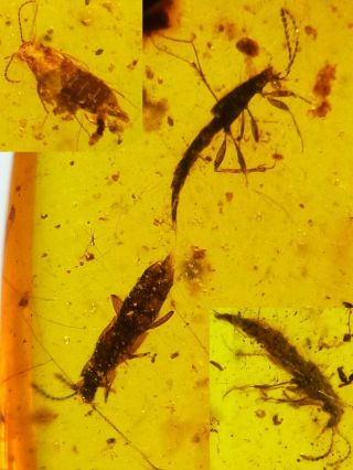 4 Uncommon Rove Beetles Burmite Myanmar Burmese Amber Insect Fossil Dinosaur Age