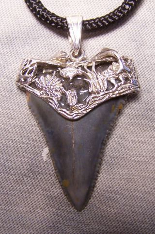 Awesome 1 7/8 " Great White Shark Tooth Teeth Sterling Silver Pendant Megalodon
