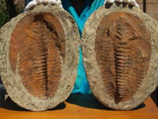 Huge 10.  7 " Inch Trilobite Andalusiana Cambropallas Positive Negative Fossil Pair
