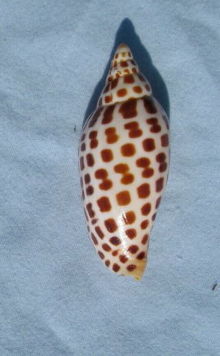 Scaphella Junonia 95mm Volute Voluta Seashell