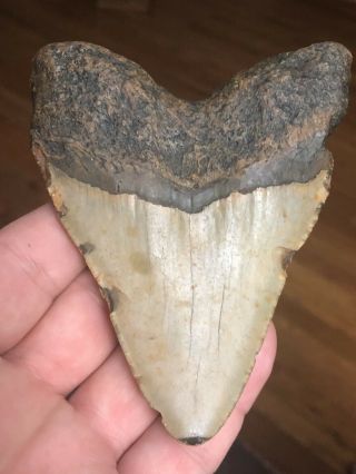 9.  Huge 4 1/4 " Megalodon Giant Shark Tooth Teeth Extinct Fossil Megladon