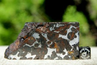 Sericho Pallasite Meteorite from Kenya Africa Habaswein 138.  7 gram end cut 2