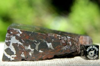 Sericho Pallasite Meteorite from Kenya Africa Habaswein 138.  7 gram end cut 4