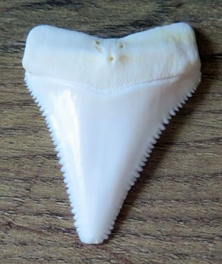 1.  974 " Upper Principle Nature Modern Great White Shark Tooth (teeth)